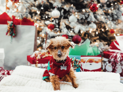 Small brown dog in a red festive jumper with a silver bone-shaped dog tag, sitting on a white blanket by a Christmas tree.